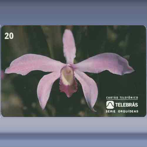 Laelia Perrini